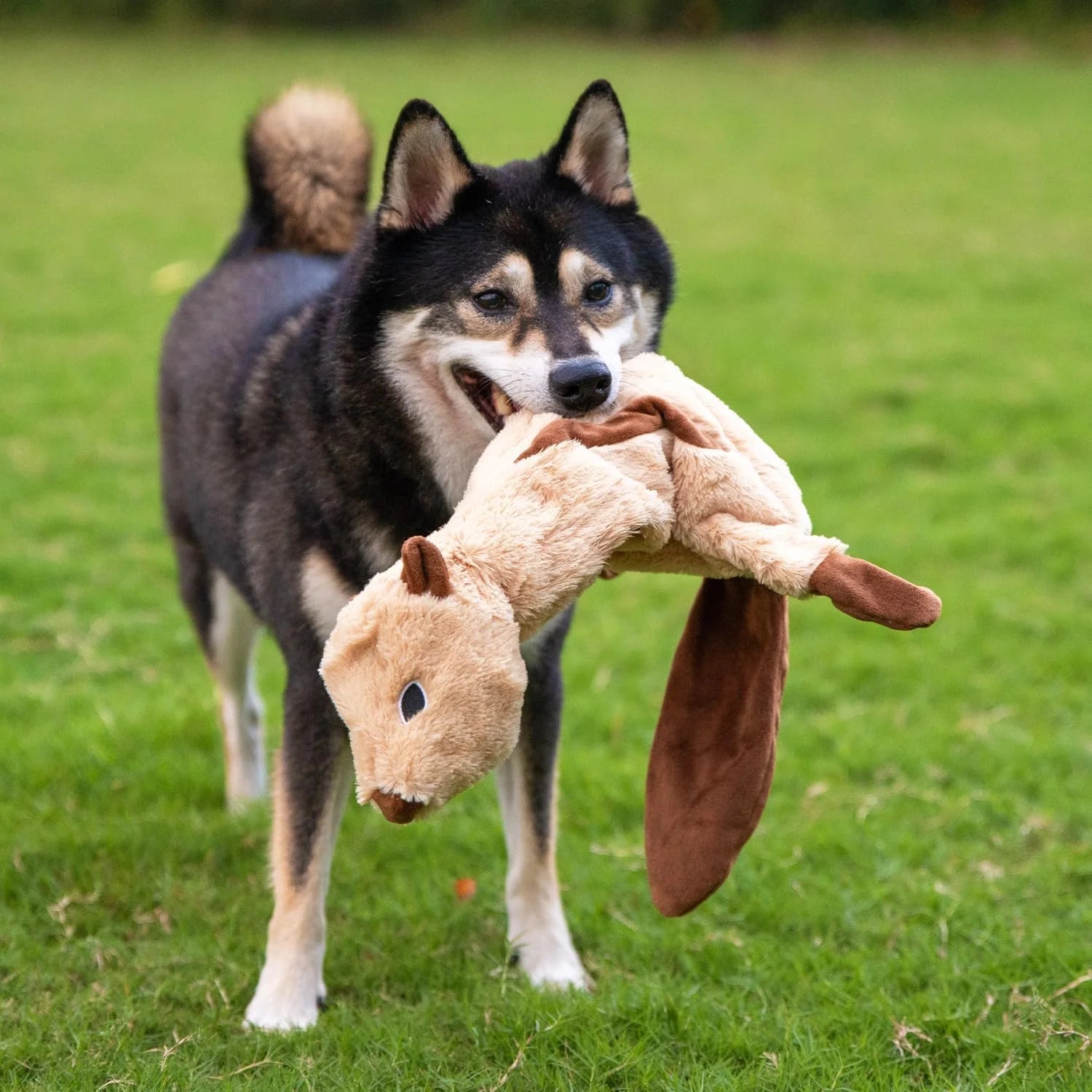 Dog Toys with Soft Durable Fabric for Small, Medium and Large Pets Interactive Toy for Indoor Play, Supports Active Biting and Play - 4 Figures, Small