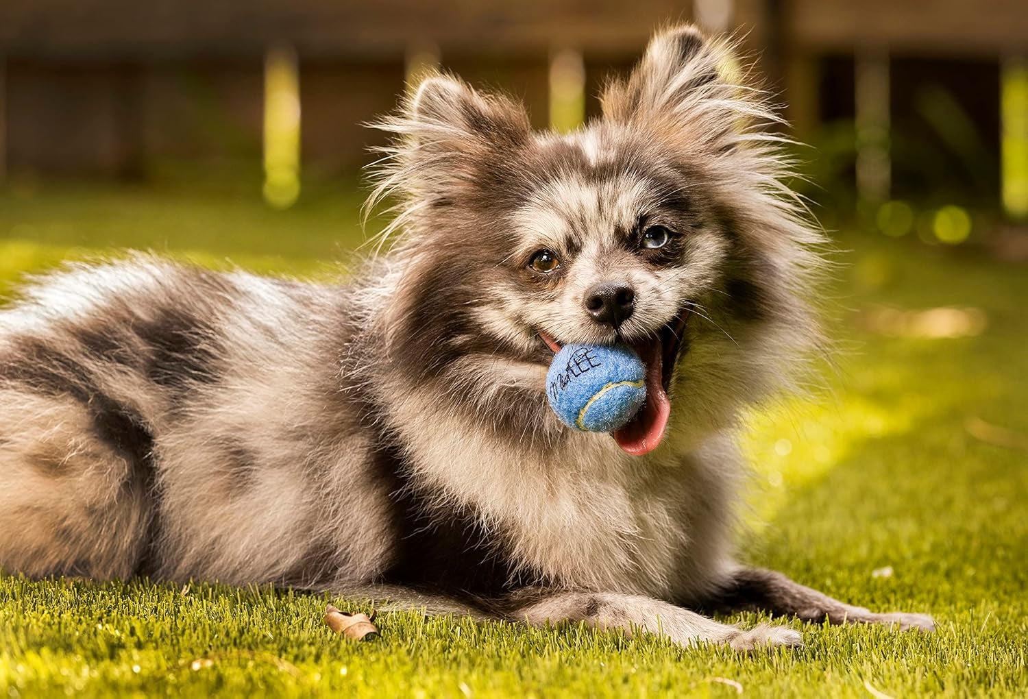 Mini 1.5" Dog Squeaky Tennis Balls- Set of 6