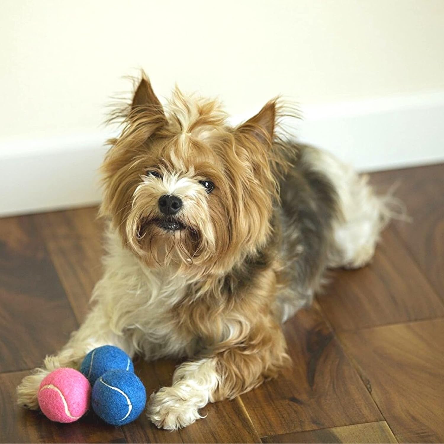 Blue Happy Birthday Dog Tennis Balls