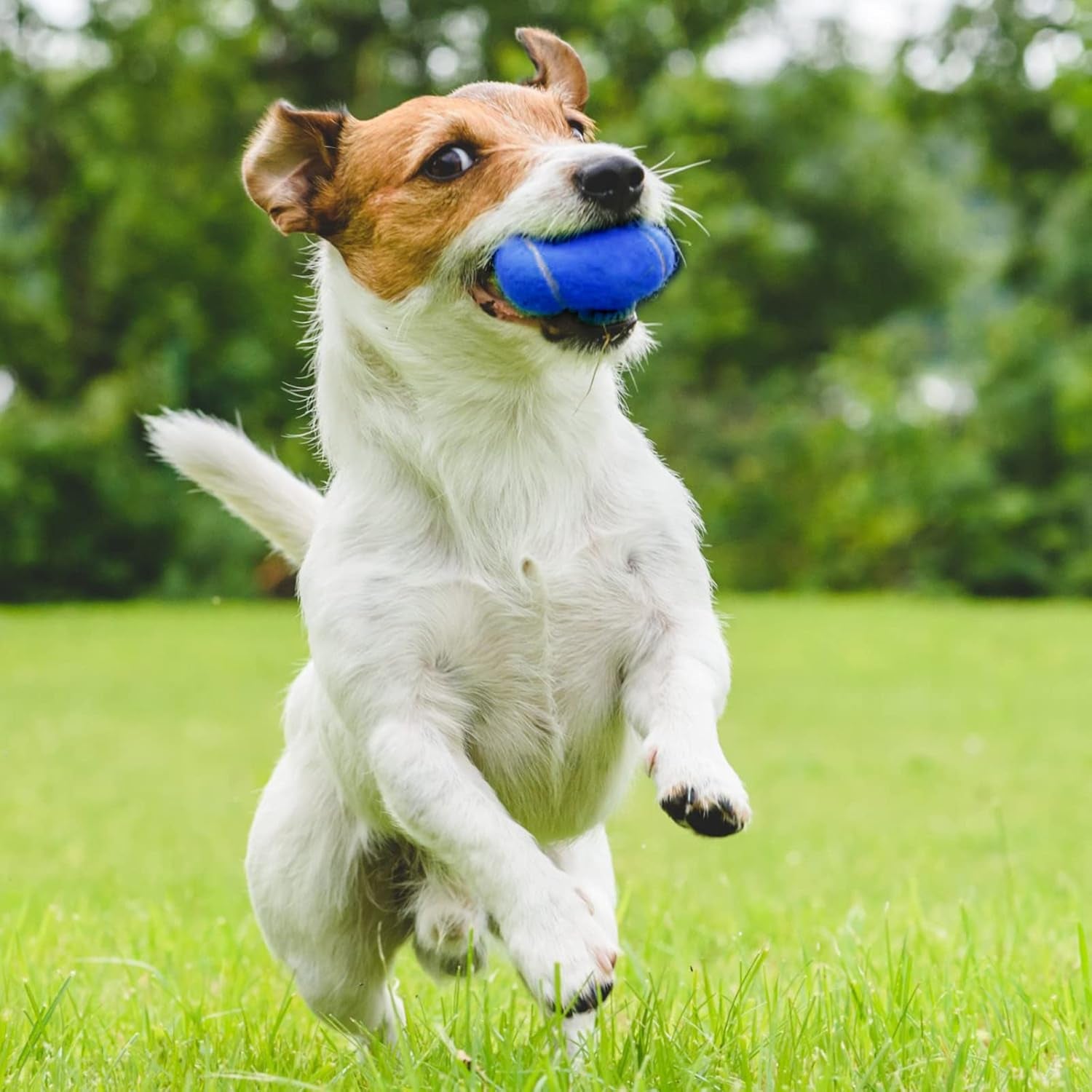 24 Pack Tennis Balls Bulk, Standard Pressure Balls for Training Playing Player Beginner Youth, Exercise Ball for Pet Dog, 2.5 Inch(Blue)
